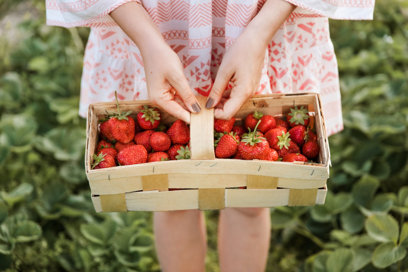 Fruchtiges Glück: Frisch gepflückte Erdbeeren
